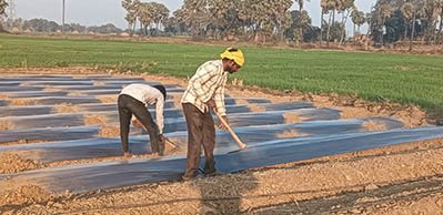 रोहतास में खेती करते किसान।